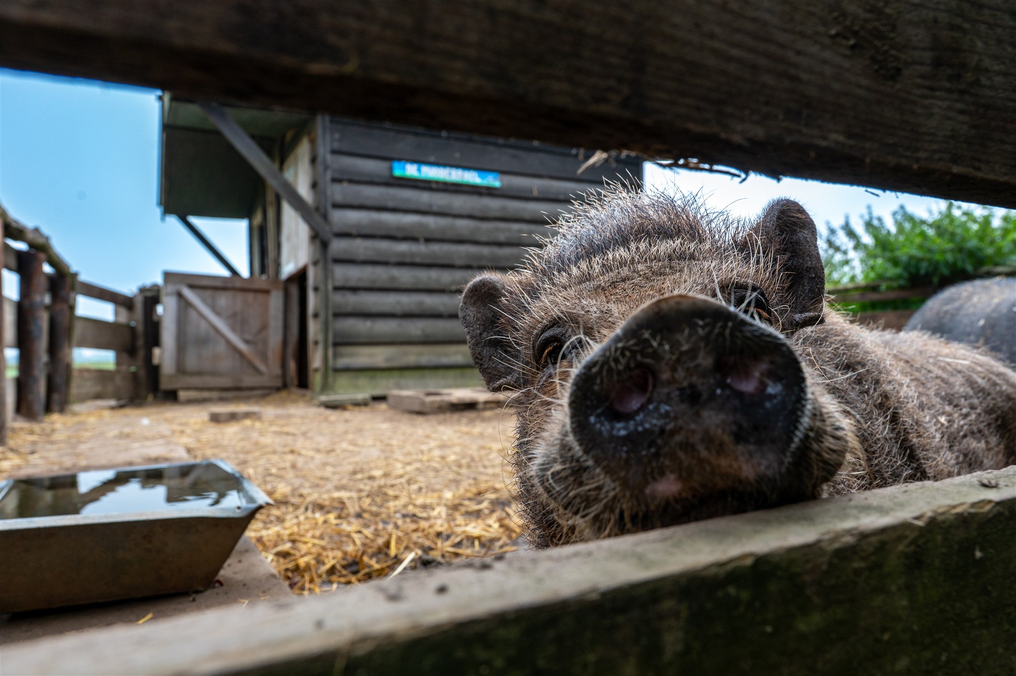 Dierenverzorging op De Boerderij